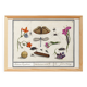 Small poster on “Insects and plants”, based on an old engraving