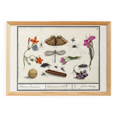 Small poster on “Insects and plants”, based on an old engraving