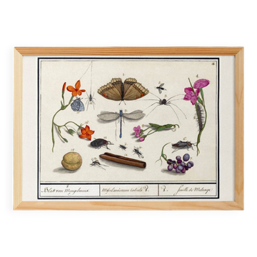 Small poster on “Insects and plants”, based on an old engraving