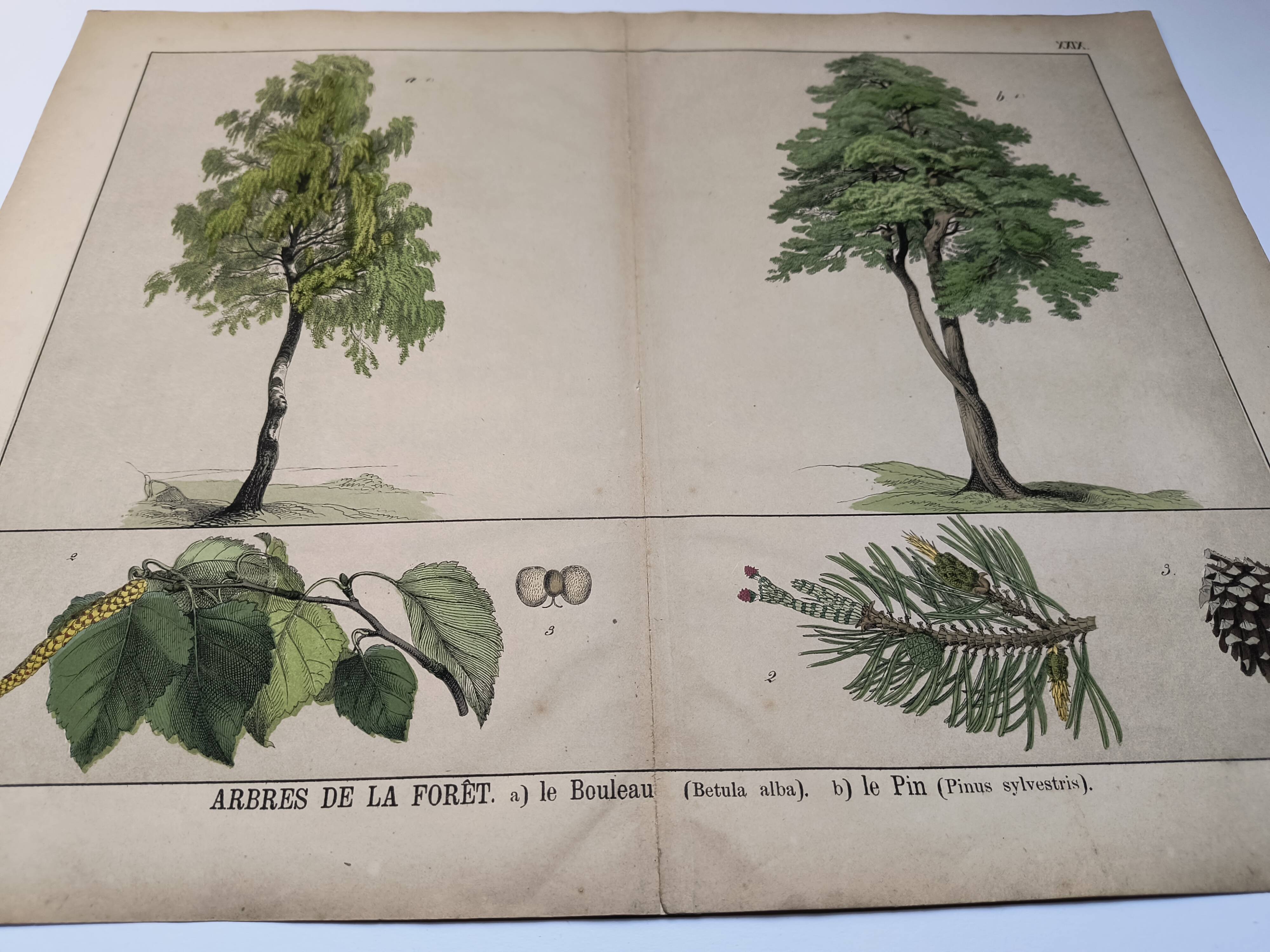 Planche botanique 1870. Arbres : Bouleau et Pin. Gravure ancienne