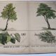 Planche botanique 1870. Arbres : Bouleau et Pin. Gravure ancienne