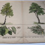Planche botanique 1870. Arbres : Bouleau et Pin. Gravure ancienne