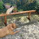Old farmhouse bench early twentieth century