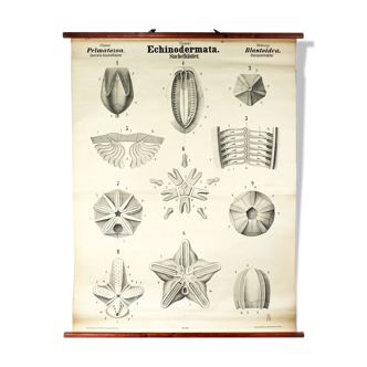 Displays educational echinoderm