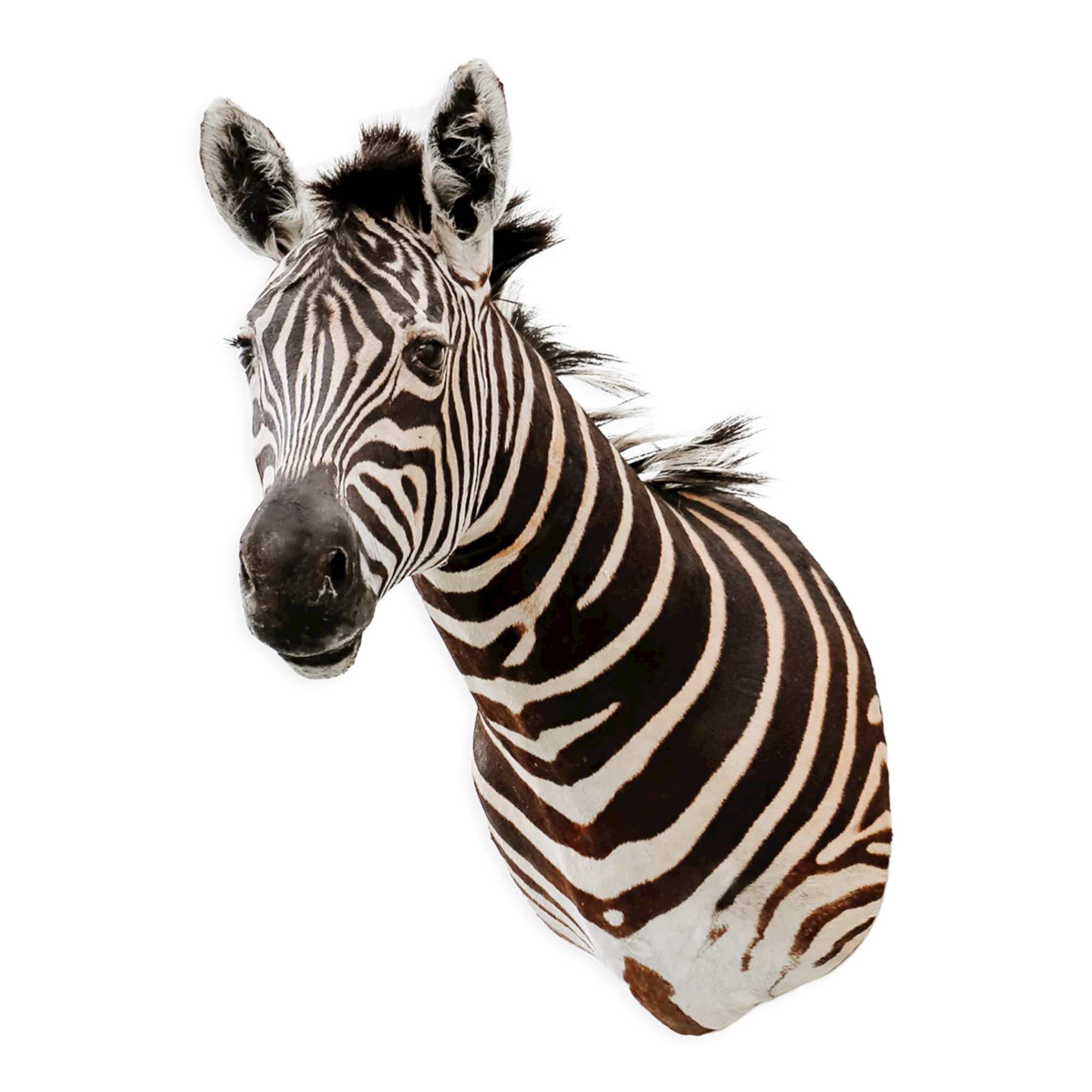 Zebra taxidermy