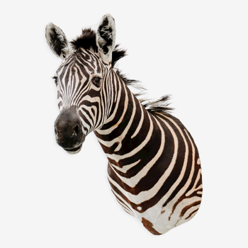 Zebra taxidermy