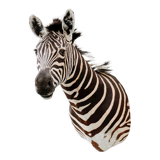 Zebra taxidermy