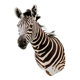 Zebra taxidermy
