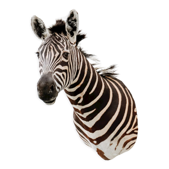 Zebra taxidermy