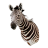 Zebra taxidermy