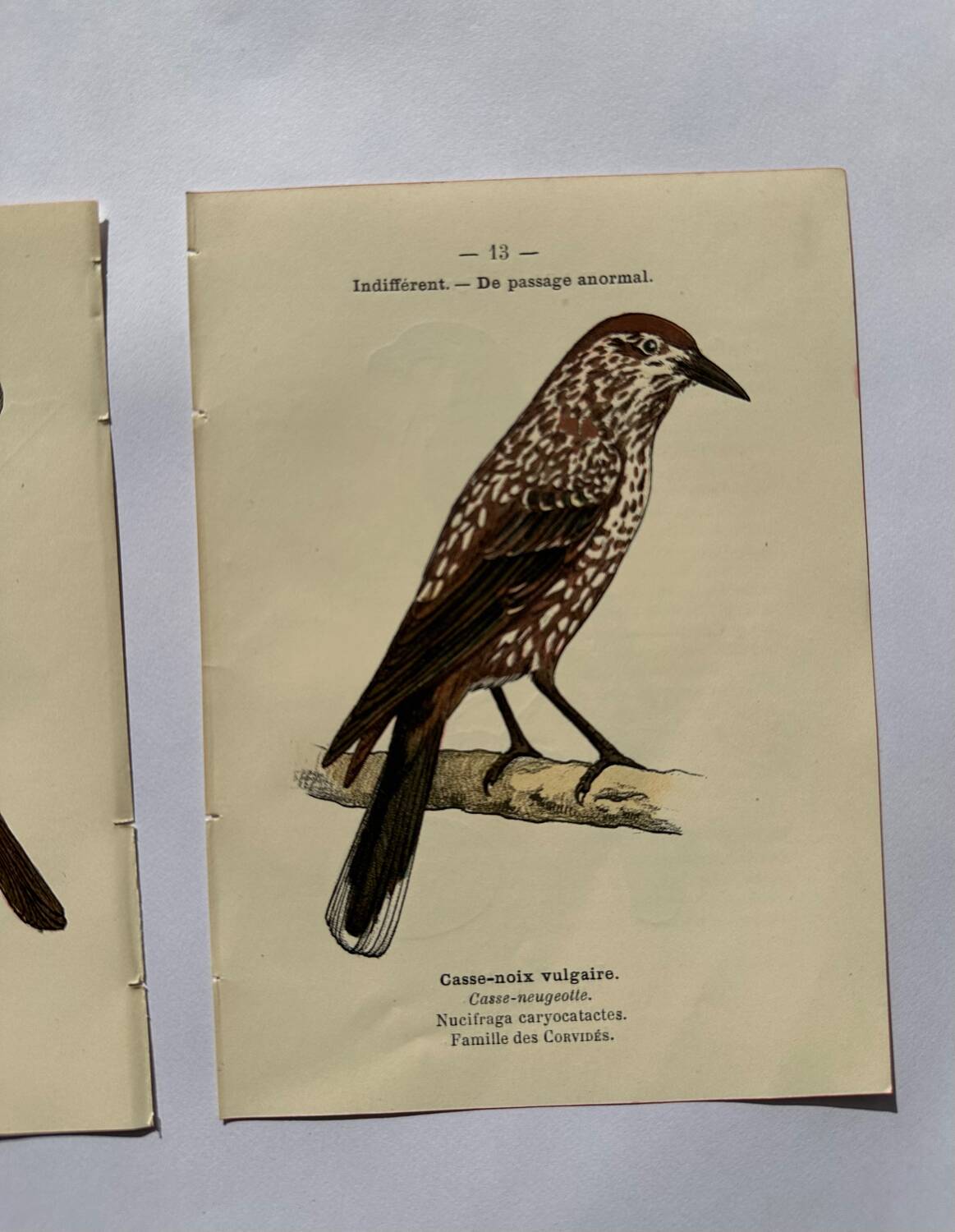 Lot 3 Botanical engravings birds double-sided naturalist board Etching