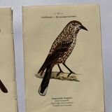 Lot 3 Botanical engravings birds double-sided naturalist board Etching