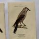 Lot 3 Botanical engravings birds double-sided naturalist board Etching