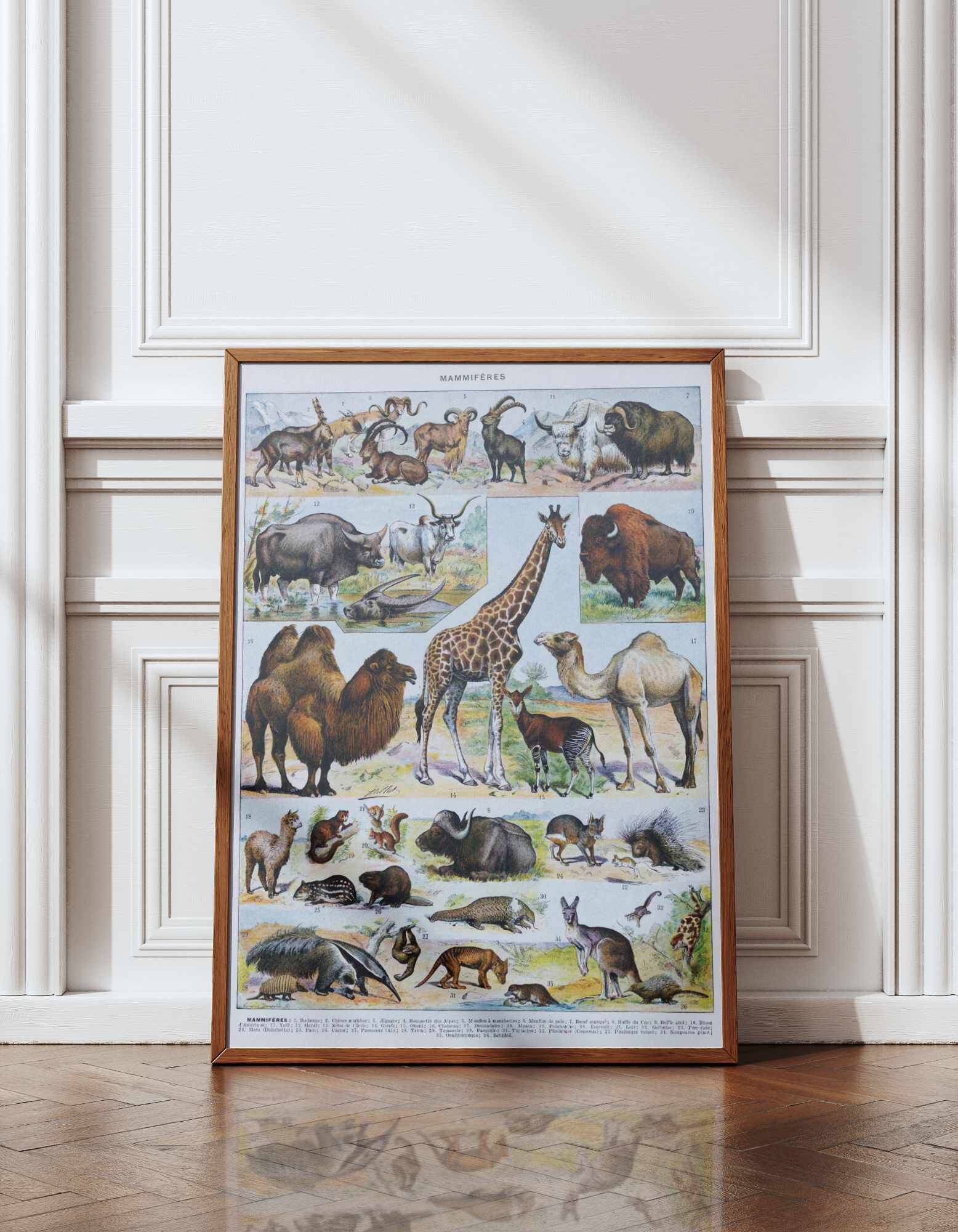 Original plate from 1930: wild and domestic mammals