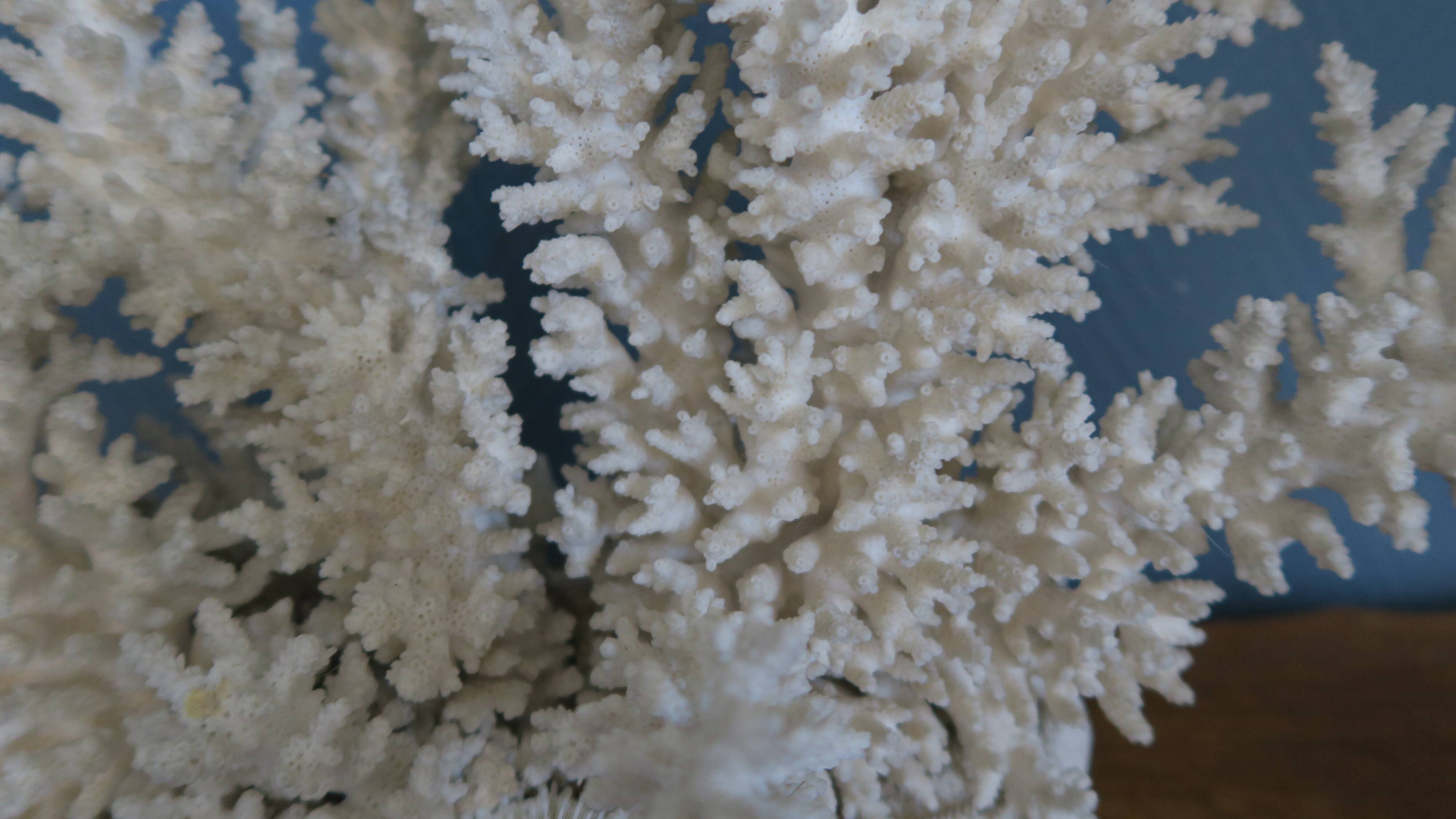 Natural white coral