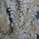 Natural white coral