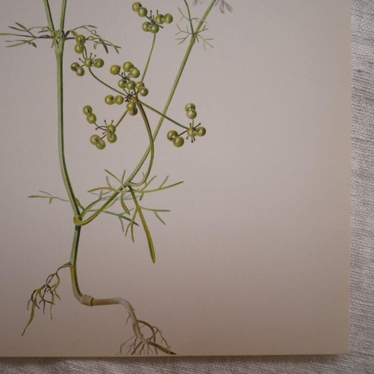 Radiant Bifora botanical plate