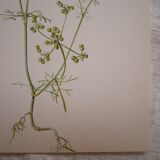 Radiant Bifora botanical plate