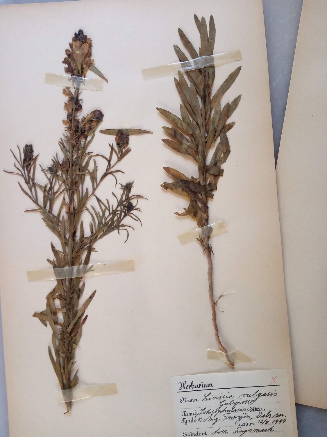 Old Swedish Herbarium - 4 plates