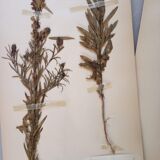 Old Swedish Herbarium - 4 plates