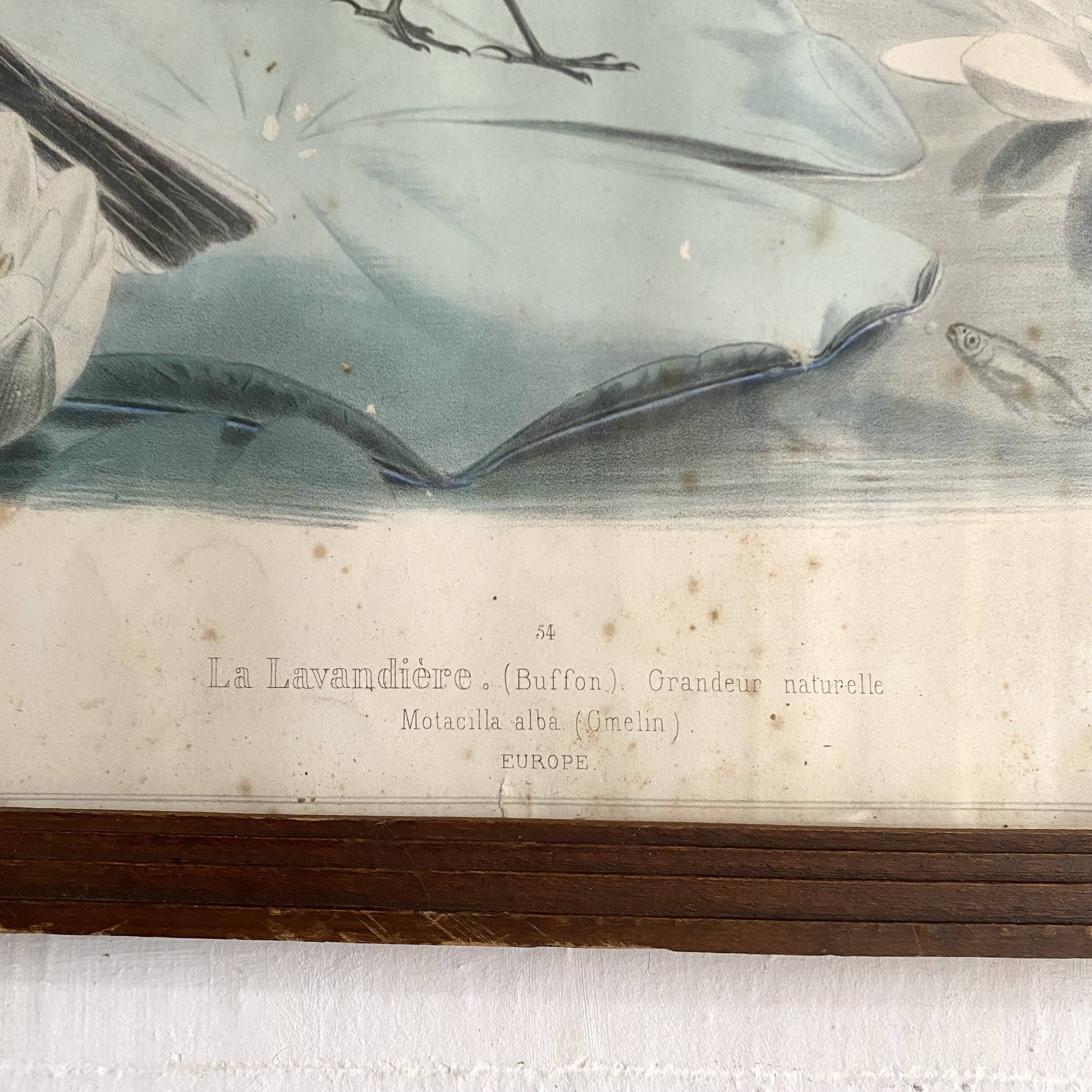 Large framed antique zoological engraving "The Washerwoman"