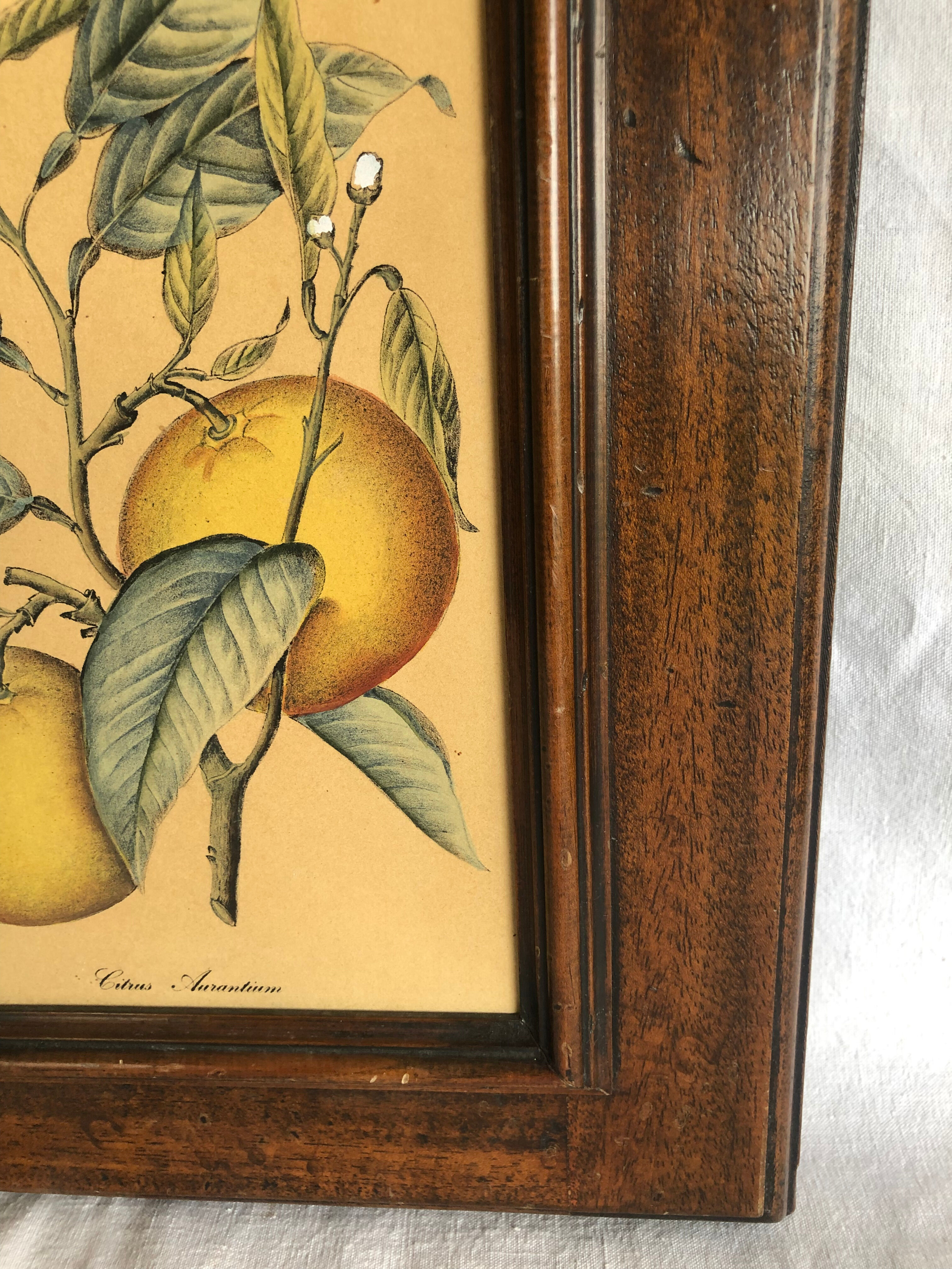 Framed botanical drawing