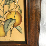 Framed botanical drawing