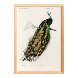 Poster about a peacock, based on an old engraving from 1849.
