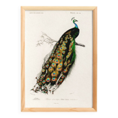 Poster about a peacock, based on an old engraving from 1849.