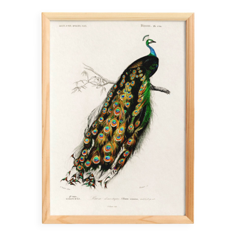 Poster about a peacock, based on an old engraving from 1849.