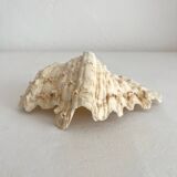 Old natural shell holy water font with empty pocket