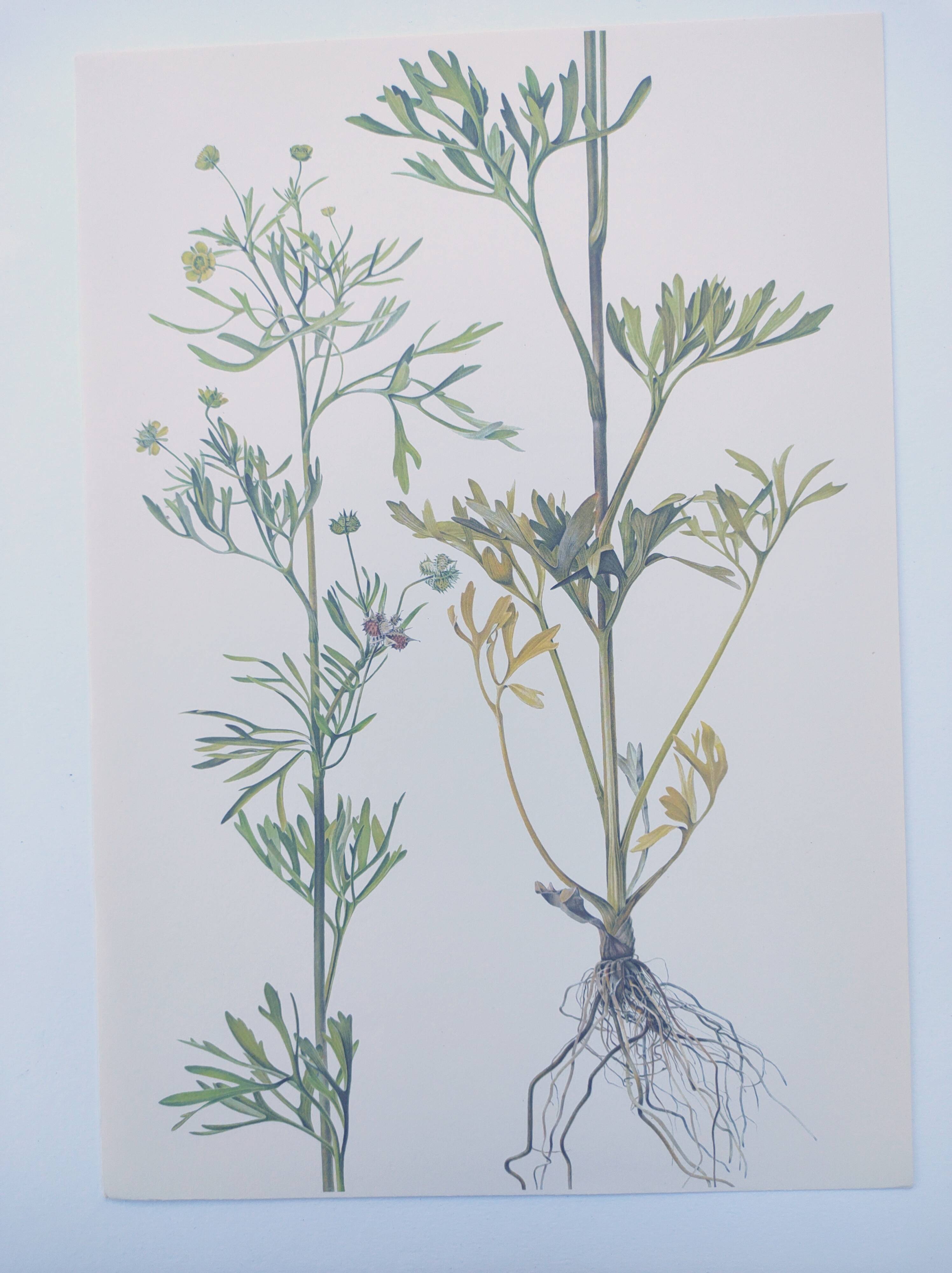 Planche botanique vintage de 1978 - Renoncule des champs - Gravure de fleur sauvage