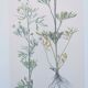 Planche botanique vintage de 1978 - Renoncule des champs - Gravure de fleur sauvage