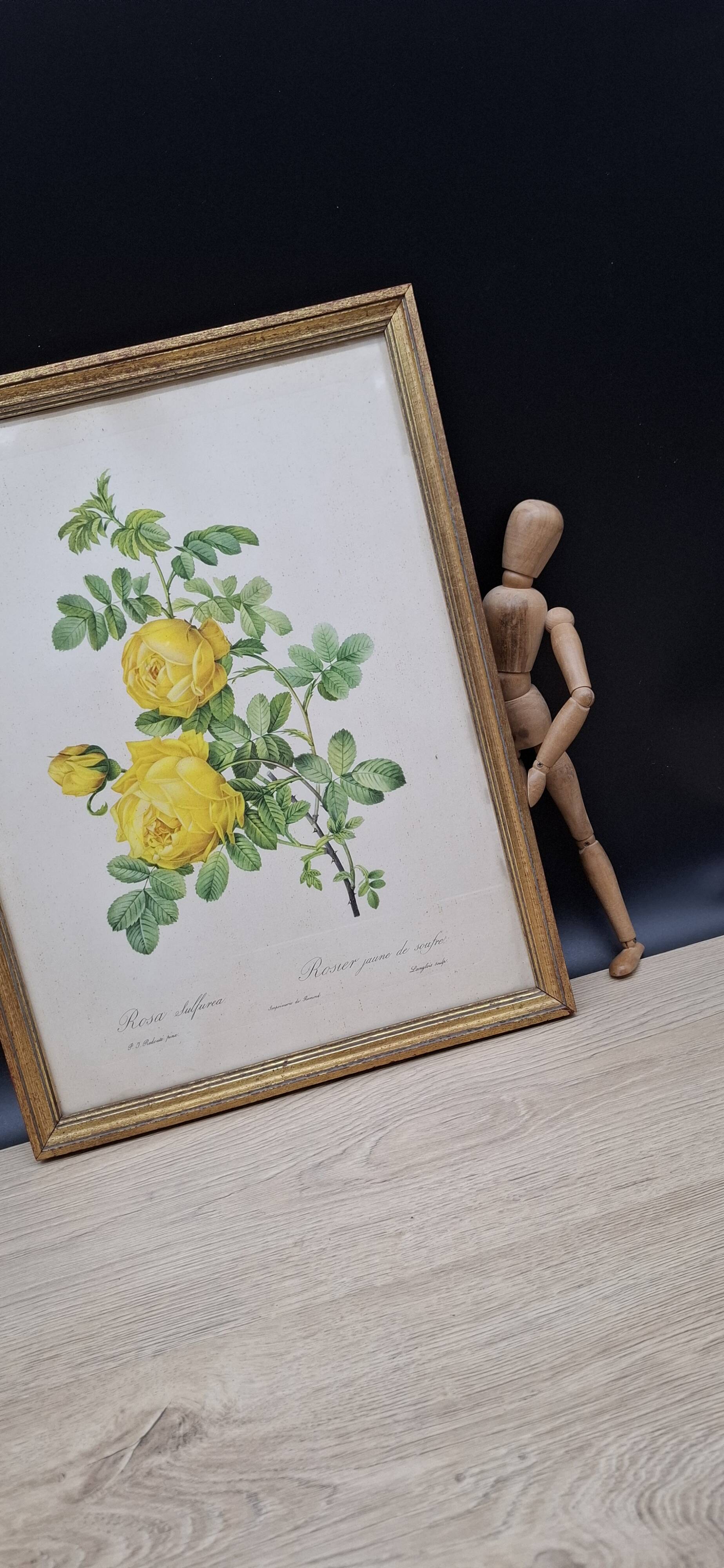 Botanical lithograph Yellow Sulphur Rose PJ Redouté