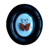 Papillons naturalisés cadre Napoléon III