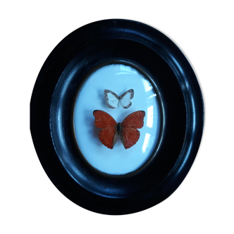 Papillons naturalisés cadre Napoléon III
