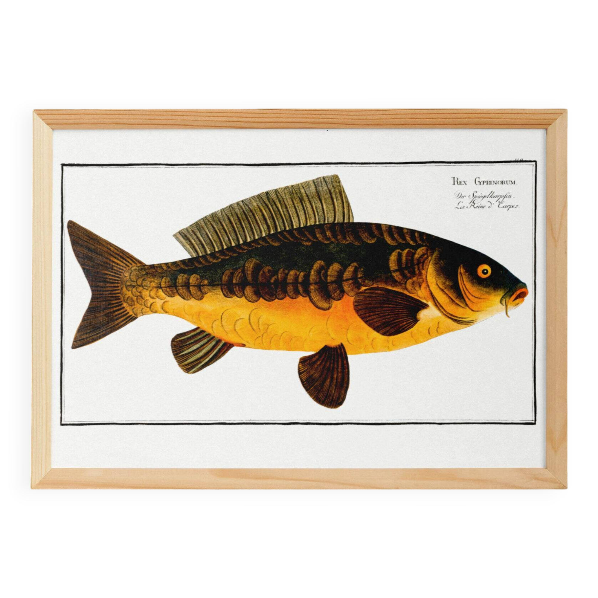 Poster about carp, based on an old engraving from 1746.