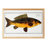 Poster about carp, based on an old engraving from 1746.