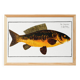Poster about carp, based on an old engraving from 1746.