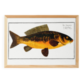 Poster about carp, based on an old engraving from 1746.