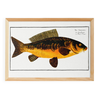 Poster about carp, based on an old engraving from 1746.