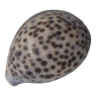 Shell cypraea tigris