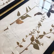Herbiers anciens encadrés, lot de 4