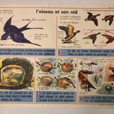 School vintage poster the primrose and the bird and its nest