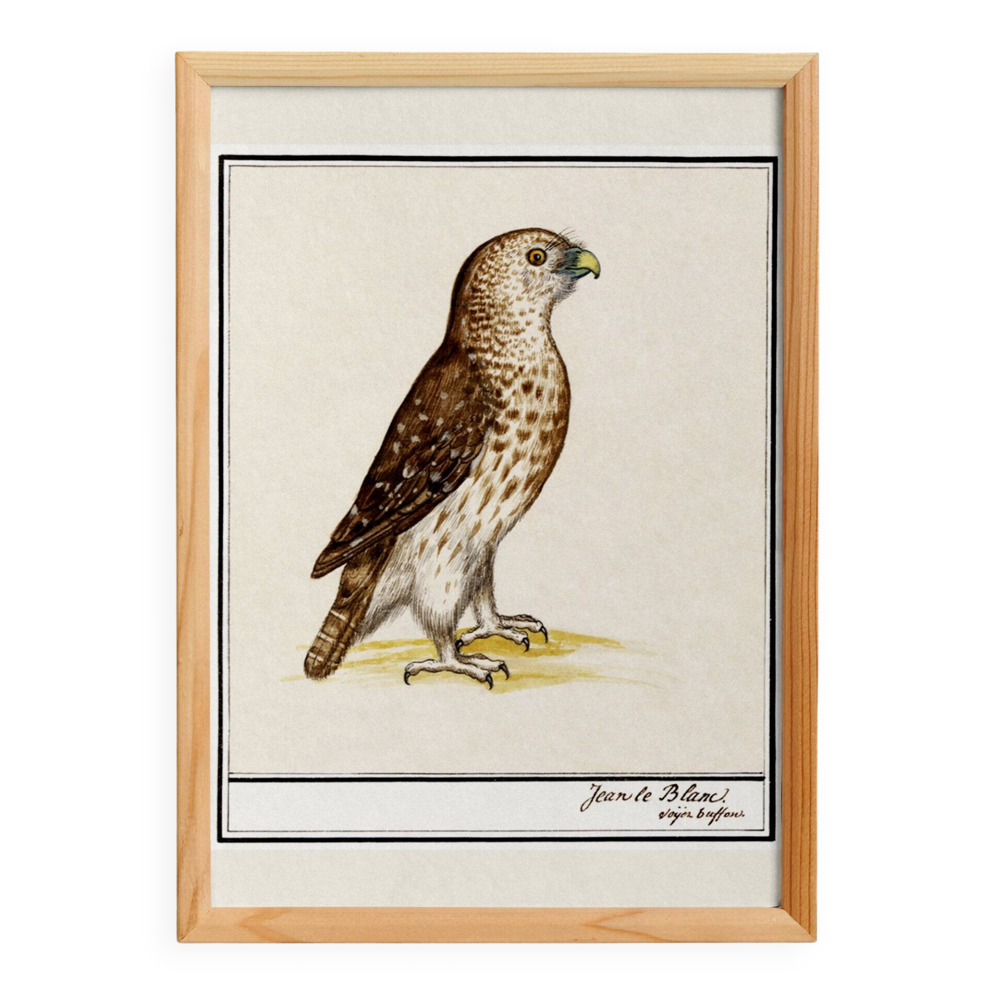 Small poster about the falcon, after an old engraving from 1610.