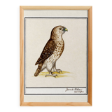 Small poster about the falcon, after an old engraving from 1610.