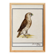 Small poster about the falcon, after an old engraving from 1610.