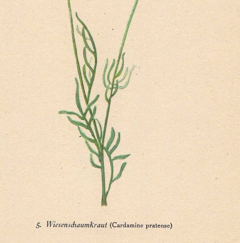 Botanical illustration from 1948. Meadow flowers by Strache. Cardamine