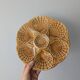 Set of 3 vintage brown Sarreguemines majolica oyster plates.