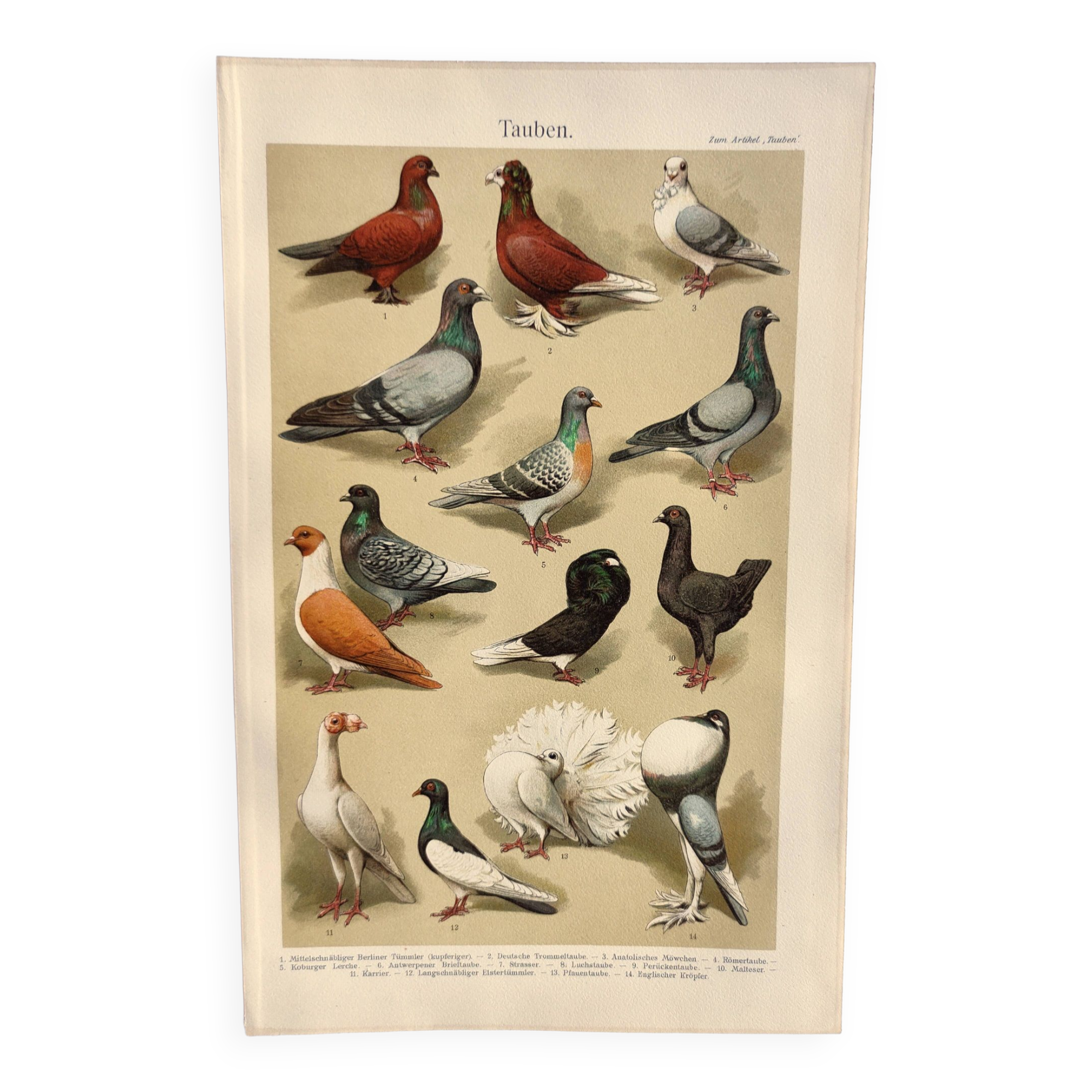 Small zoological engraving from 1909 - Pigeons - Old German print